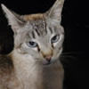 sxmmibinx